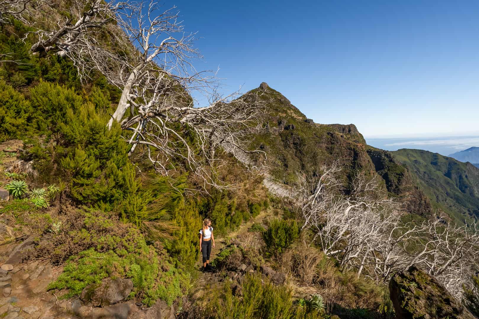 dead-tree-forest-pico-do-arieiro-path