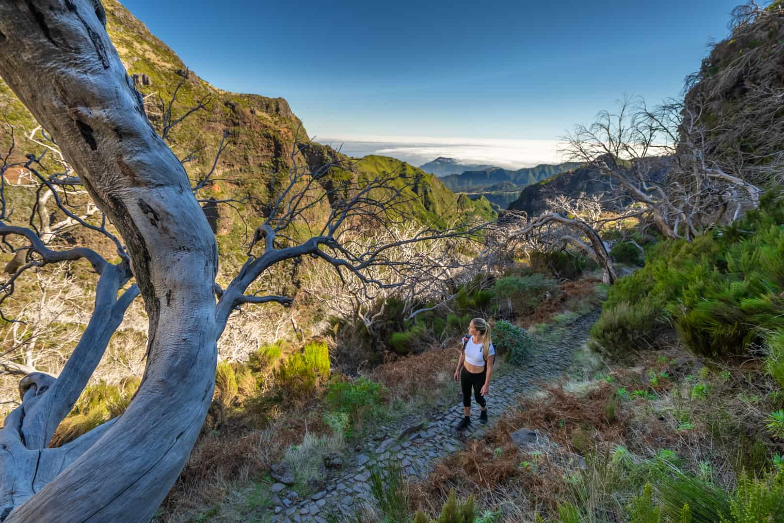 dead-trees-pico-do-arieiro-hike-path