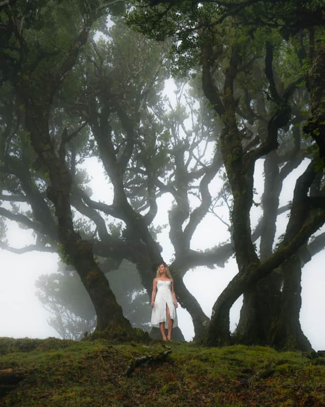 moody-forest-madeira