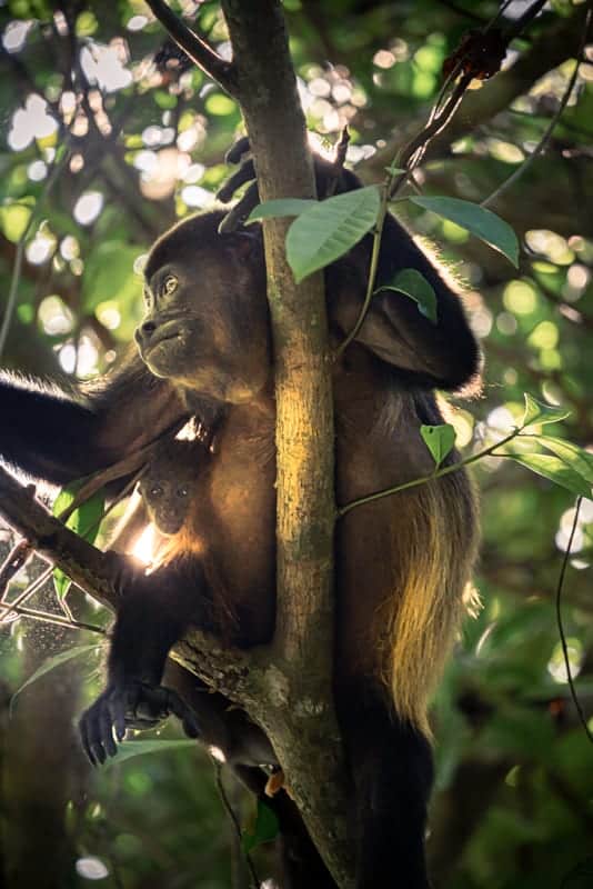 cahuita-national-park-ape-with-baby