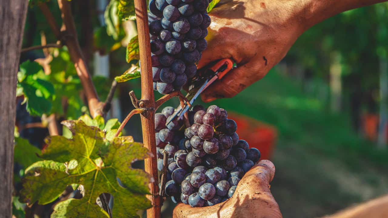 harvesting-grapes
