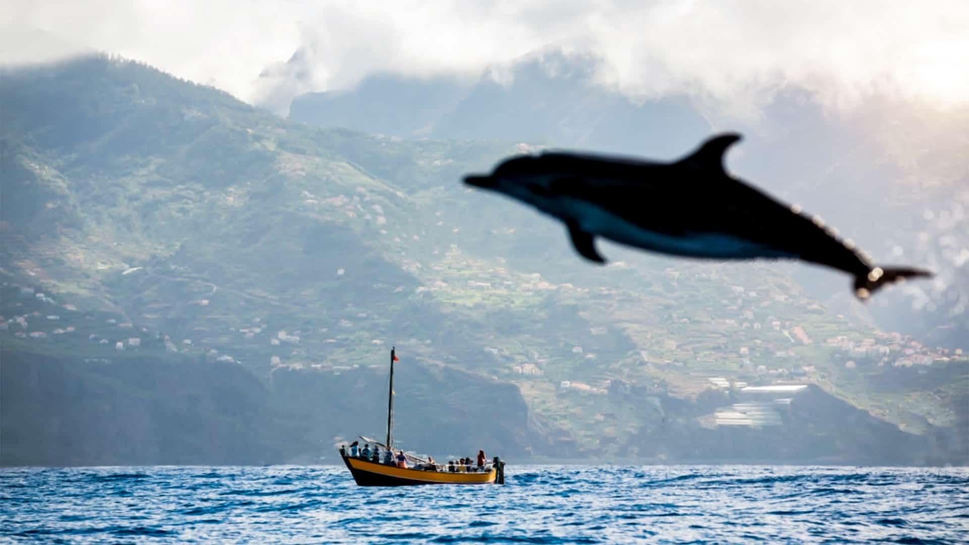 whale-watching-madeira