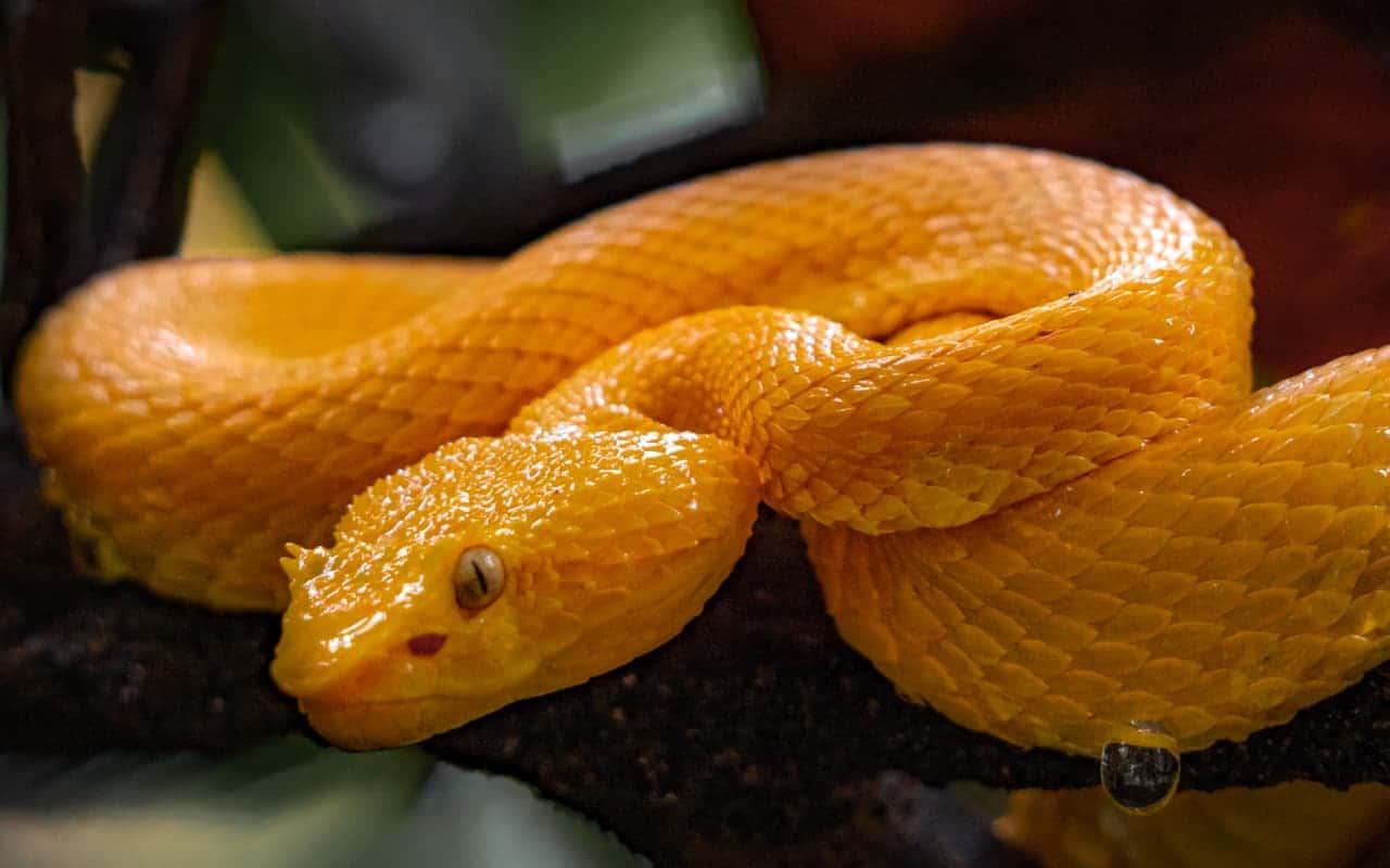 yellow-eyelash-pit-viper