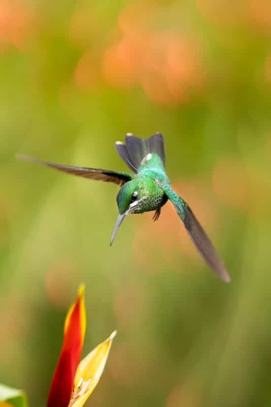 hummingbird-la-paz-flying