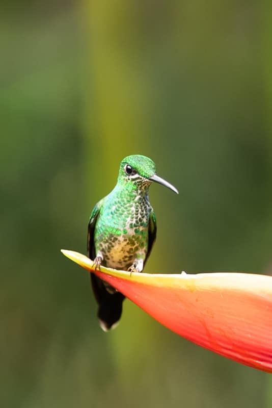 hummingbird-la-paz-sitting