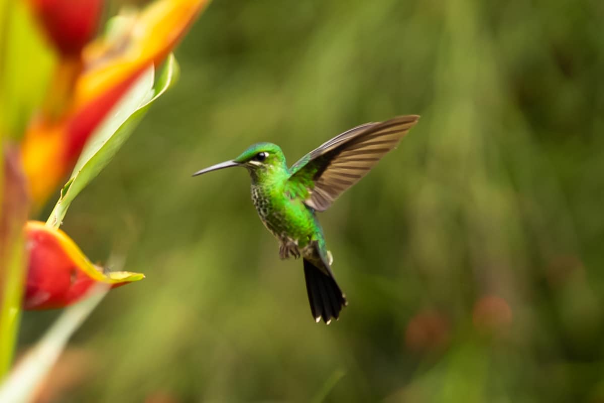 hummingbird-la-paz