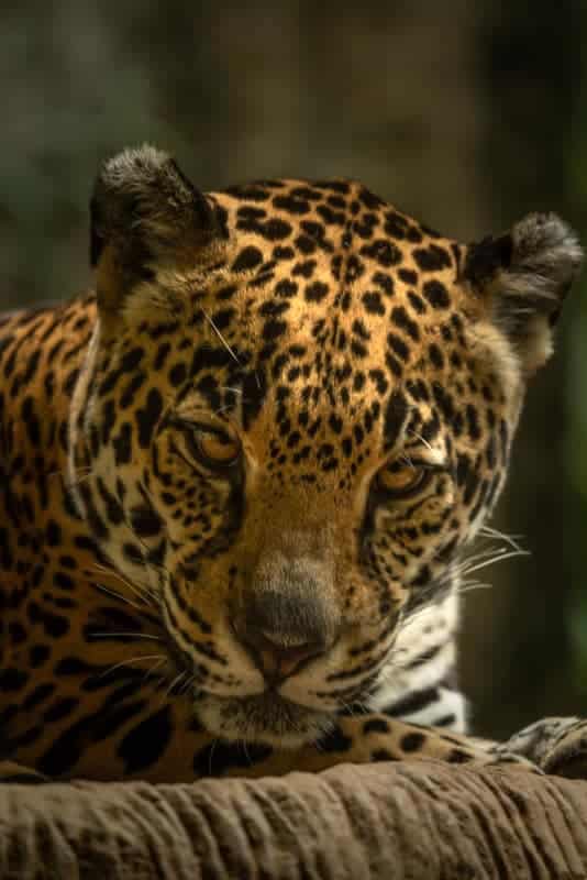 jaguar-face