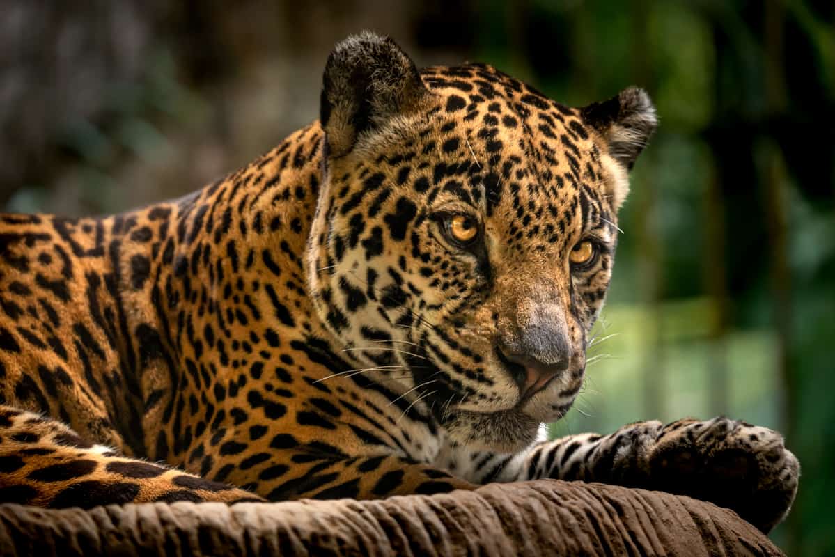 jaguar-head-closeup