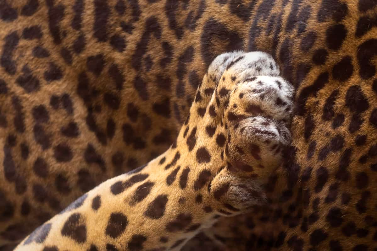 jaguar-paw-closeup