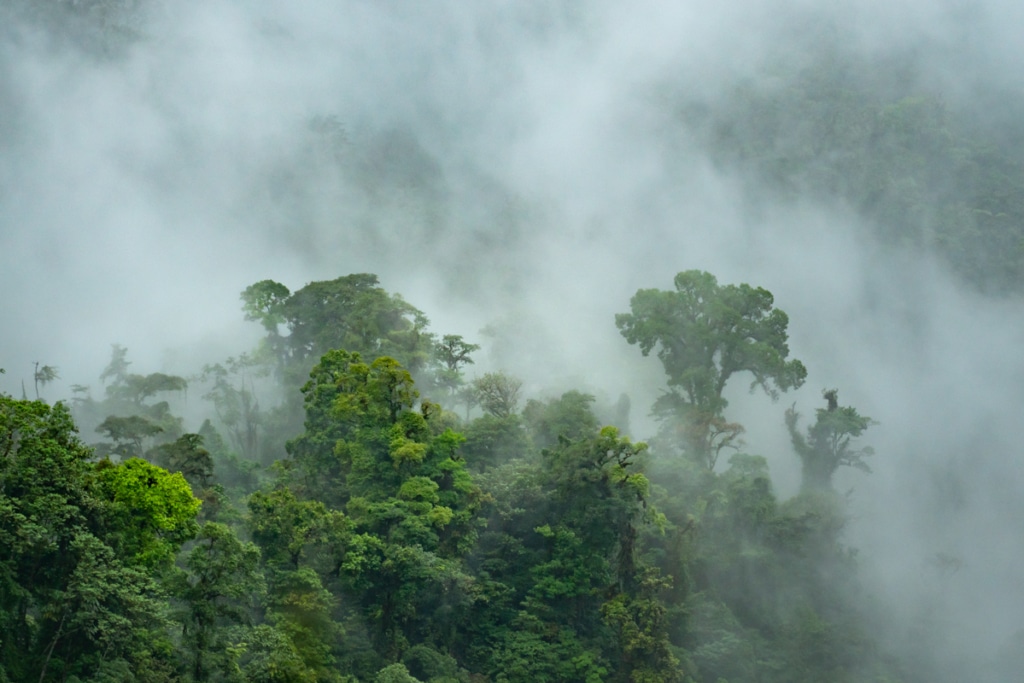 rainforest-fog