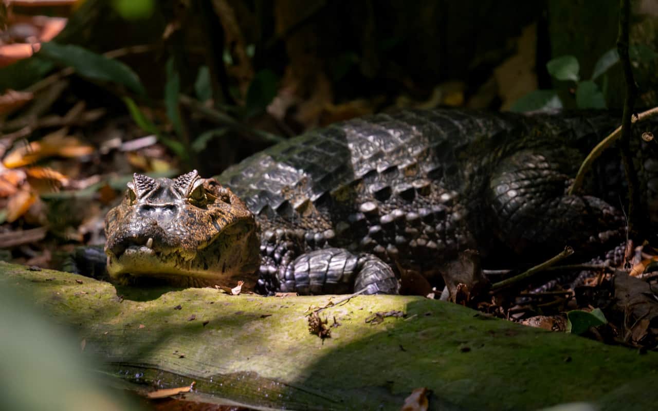 crocodile-jaguar-center-puerto-viejo