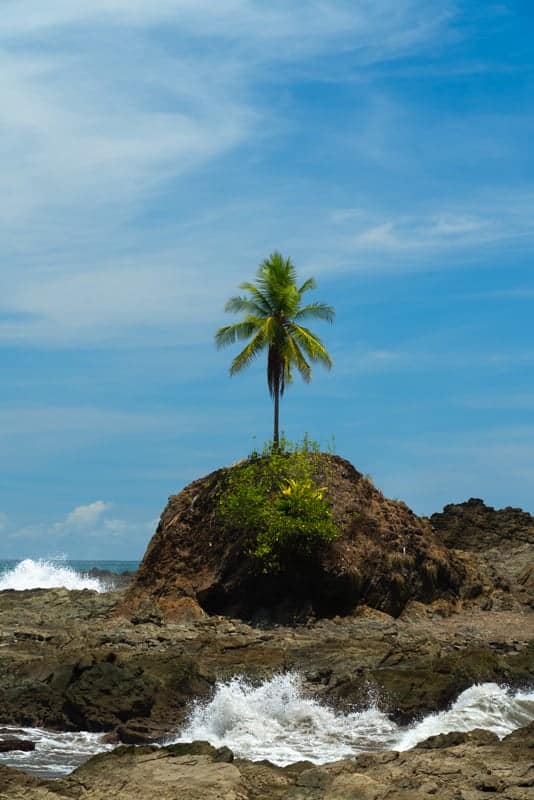 dominicalito-beach-palm-tree