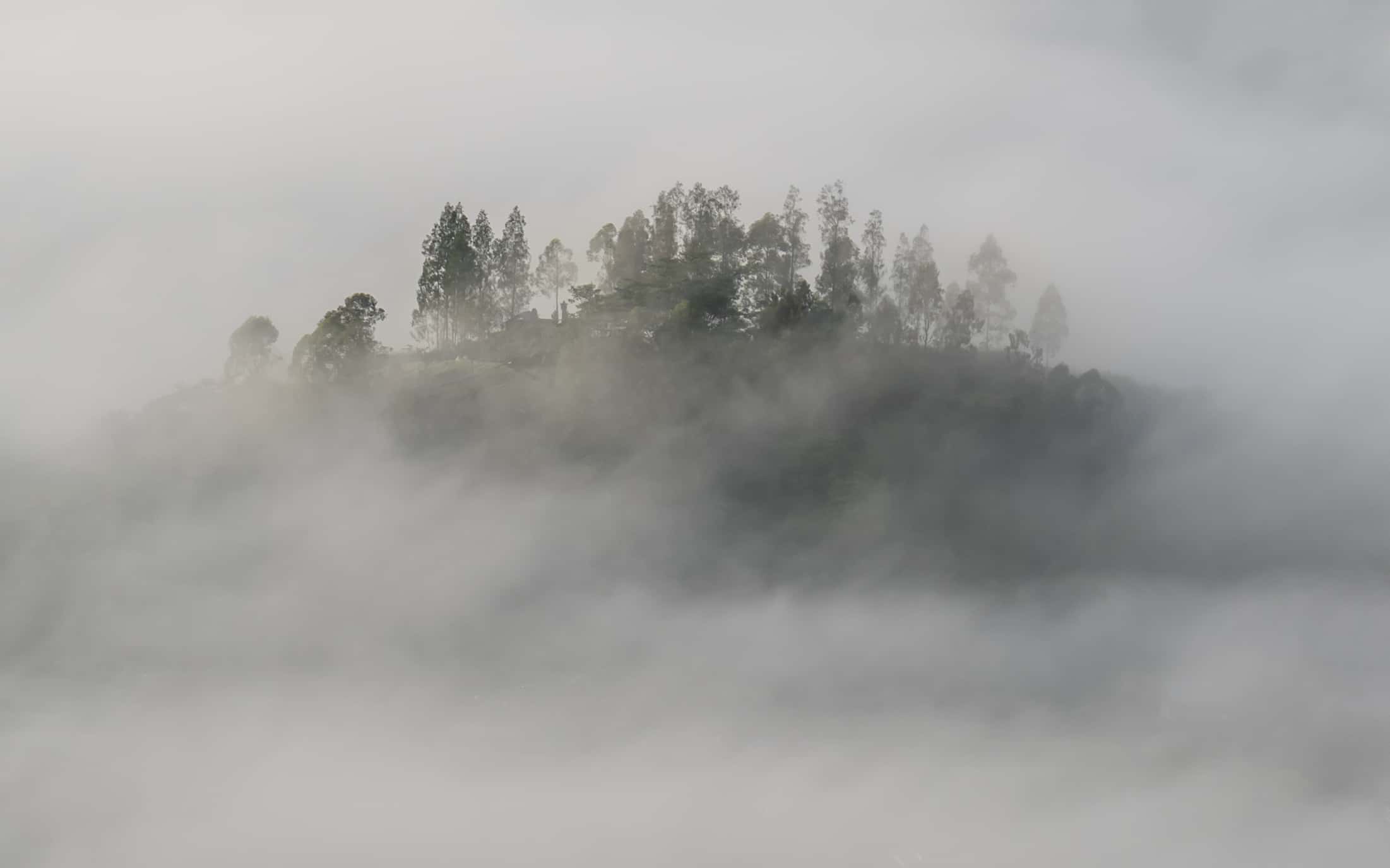 fog-photography-closeup