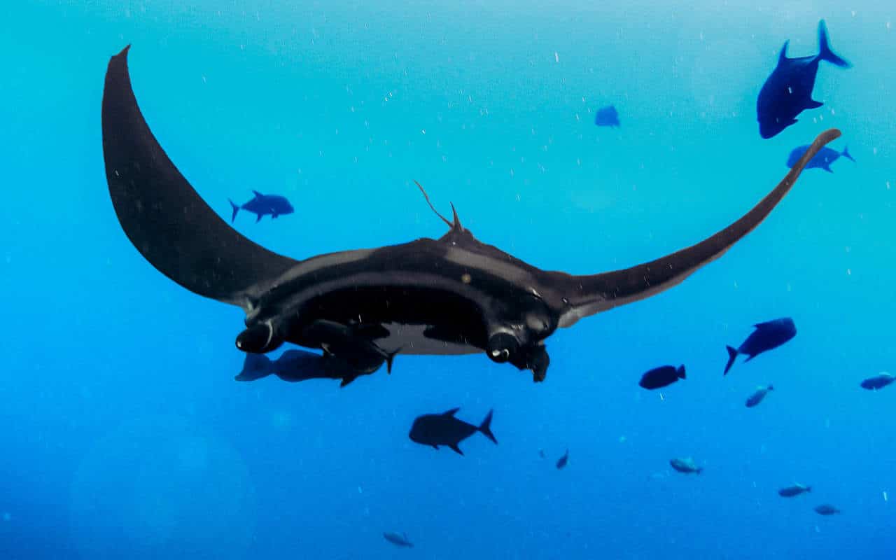 manta-ray-swimming