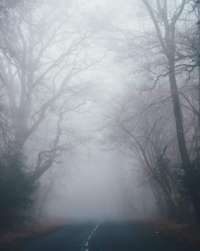 halloween-foggy-forest