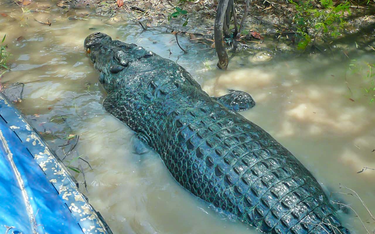 cairns-salt-water-crocodile-close