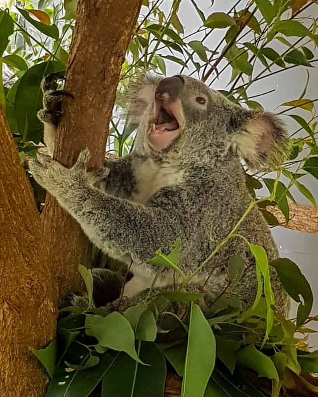 koala-kuranda-village-cairns