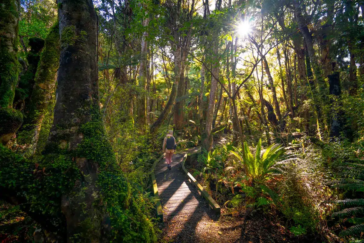 Waipohatu-waterfall-walk-forest