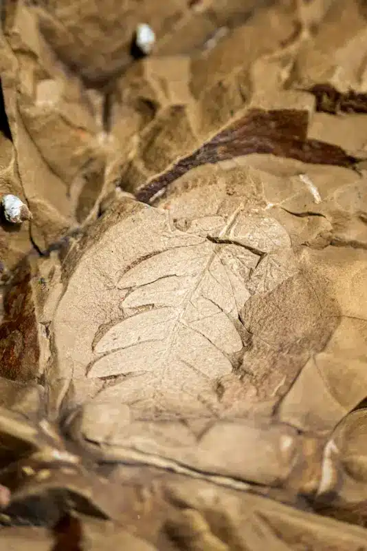 fossil-curio-bay