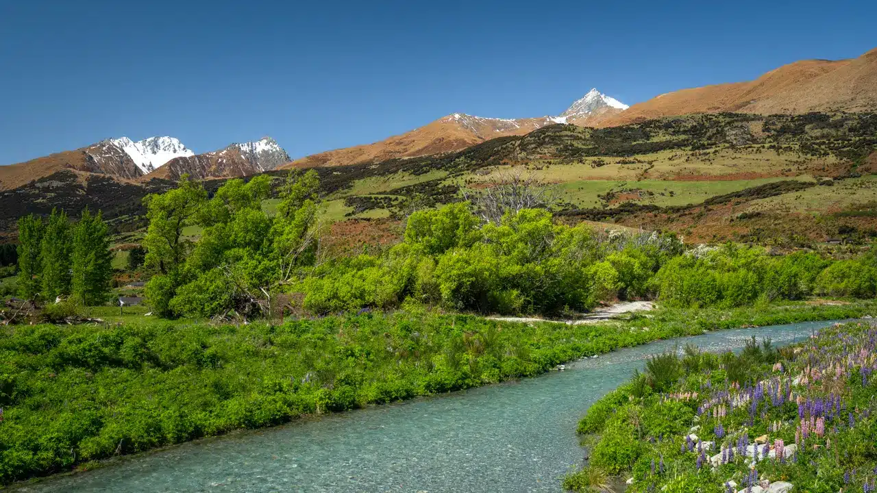 glenorchy-lupins-river