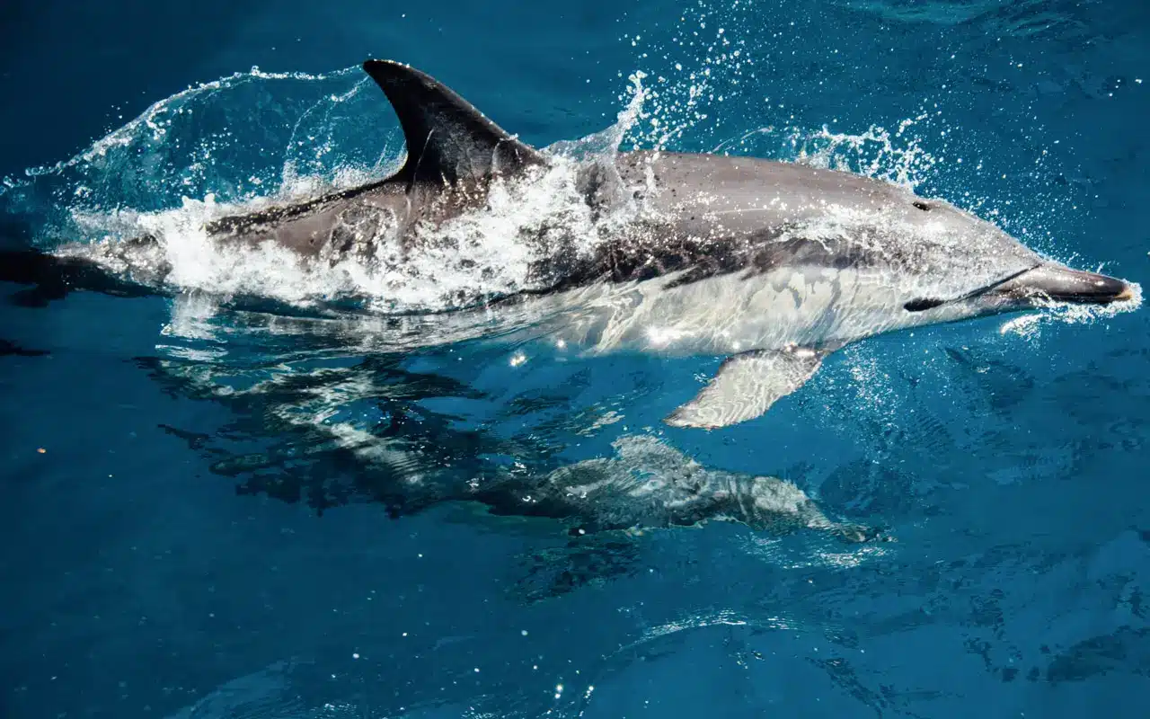 hector-dolphin-curio-bay