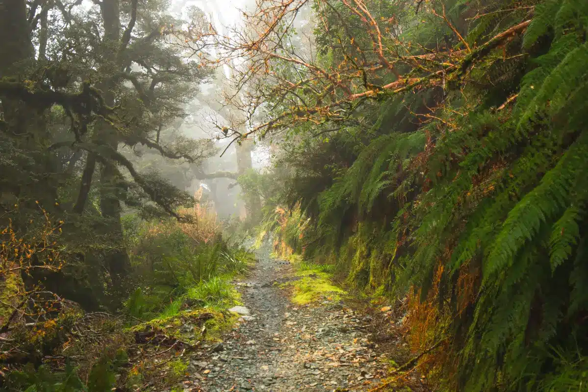 key-summit-track-forest-path-foggy