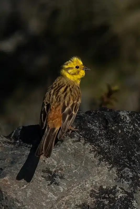 yellowhammer-bird-portrait