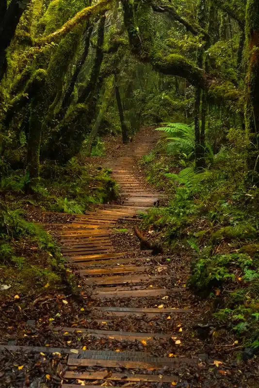 boardwalk-forest