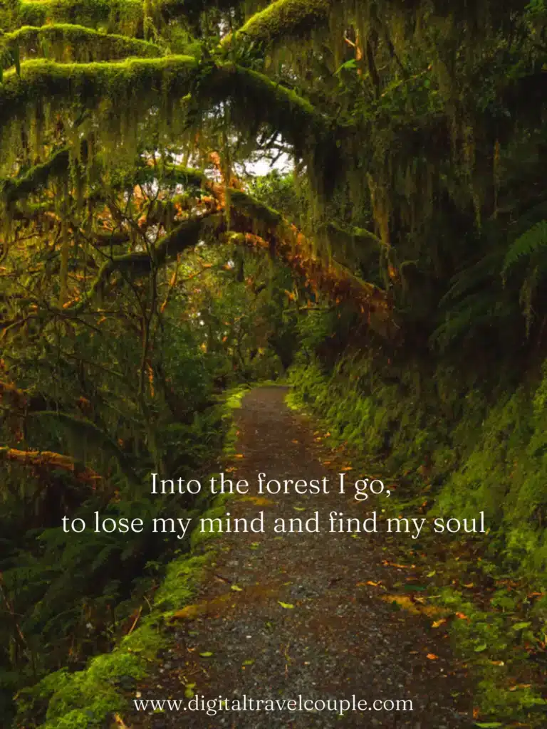 hiking-quotes-Into the forest