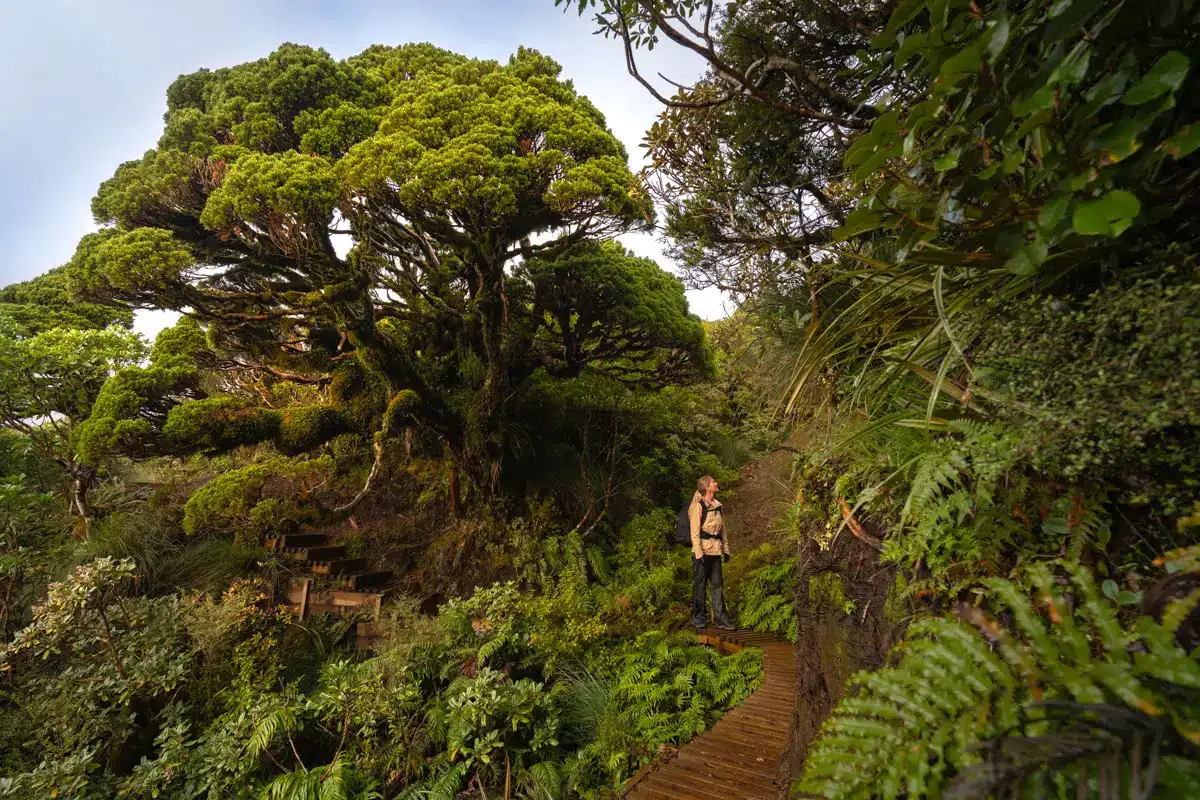 pouakai-tarns-walk-tree-forest