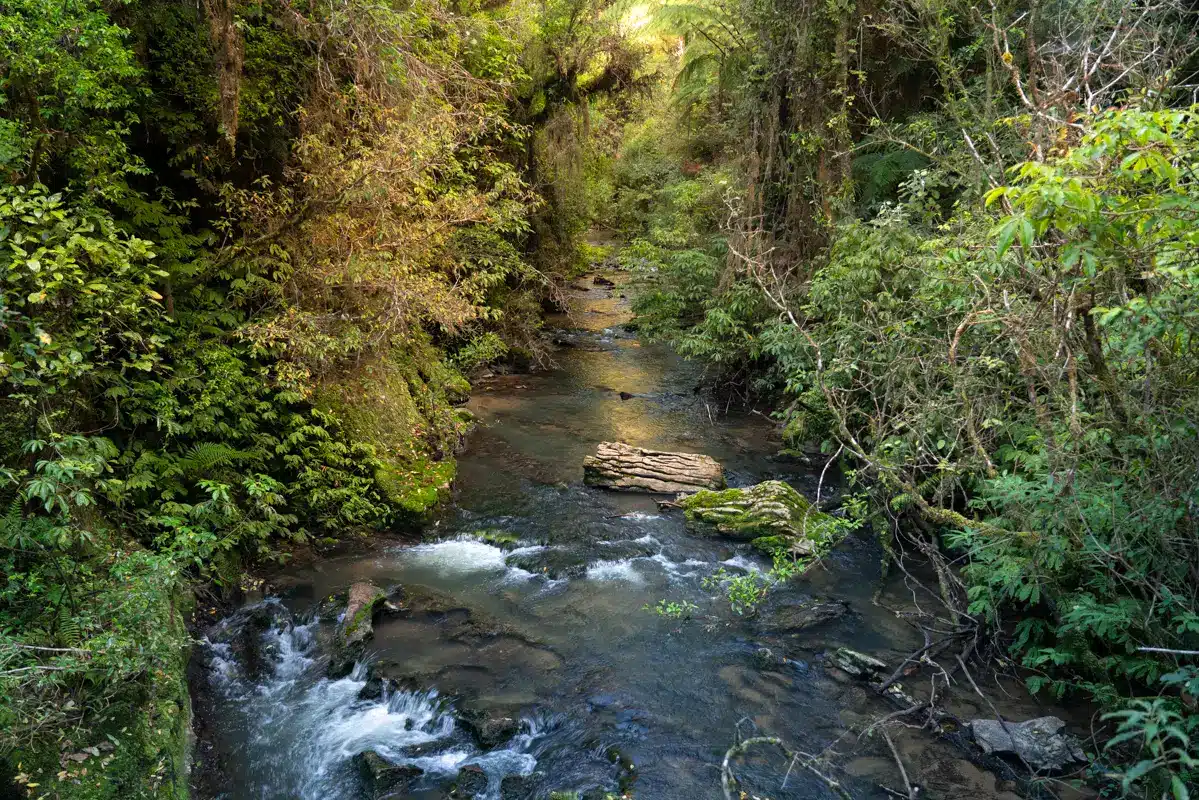 ruakuri-bushwalk-river