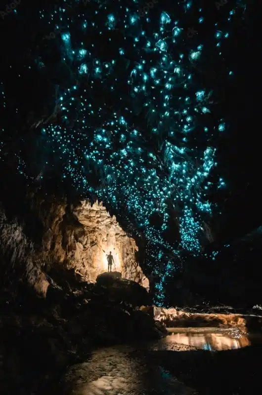 waipu-cave-glowworms