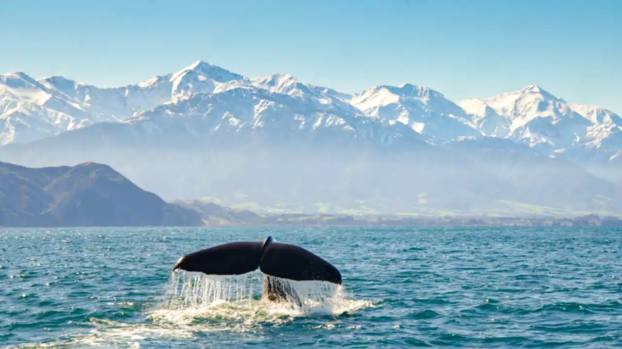 kaikoura-whale-watching