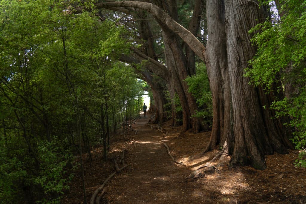 akaroa-forest-garden-of-tane