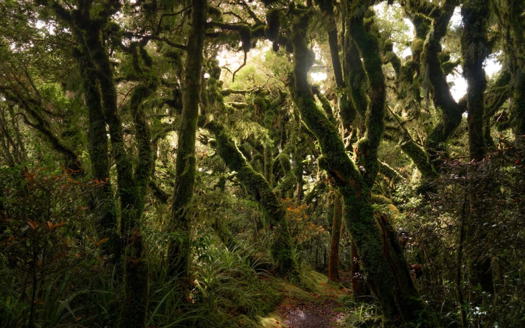 goblin-forest-taranaki-trees