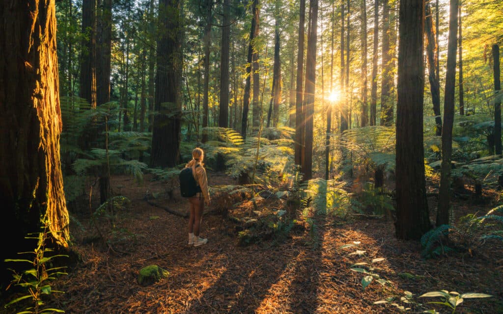 redwoods-forest-rotorua