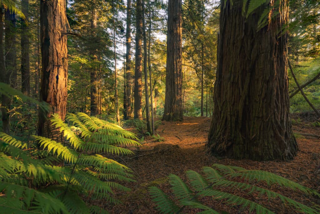 redwoods-forest-trees-rotorua