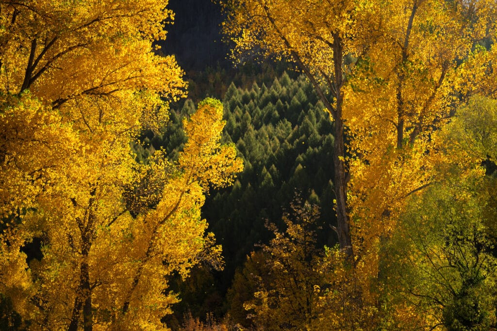yellow-autumn-trees-new-zealand