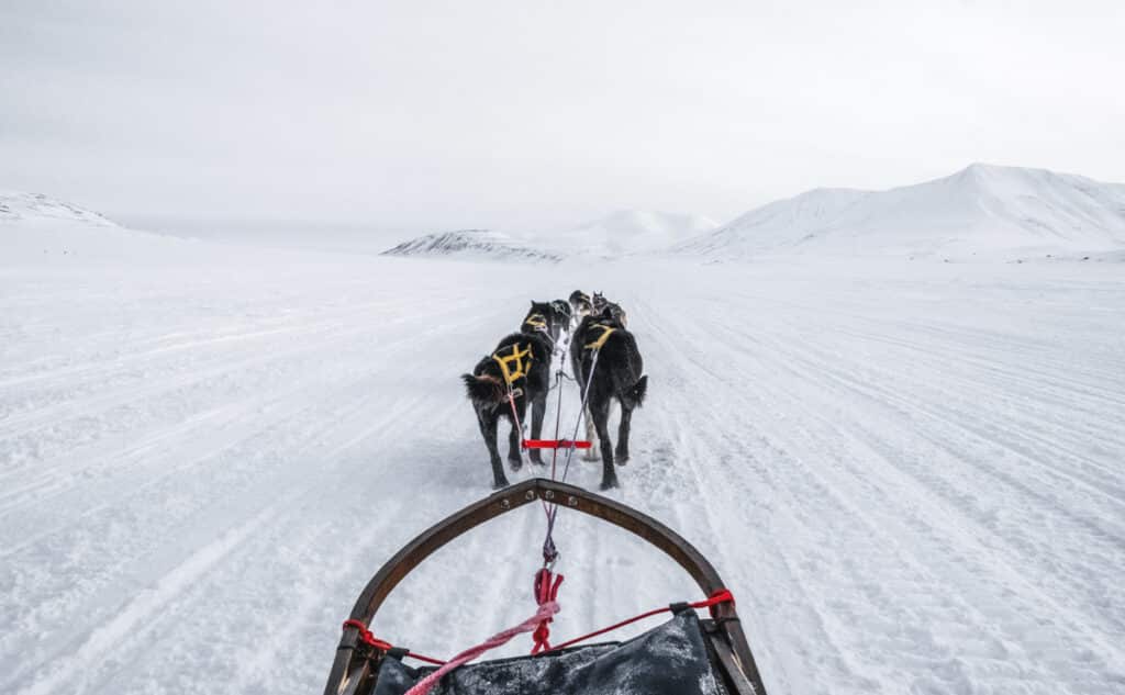 Alaska-helicoper-tours-dog-sled-activity