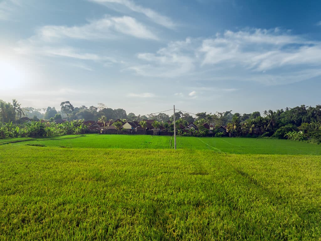 Rice-field-view