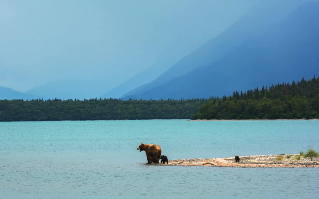 bears-alaska
