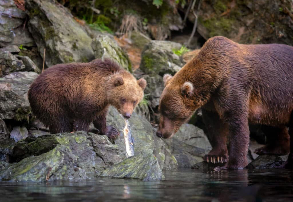 bears-fishing