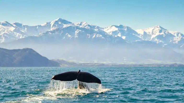KAIKOURA WHALE WATCHING – All You Need To know