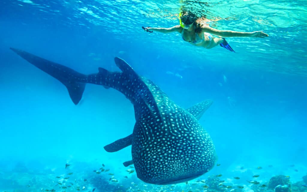 whale-shark-holbox-snorkeling-