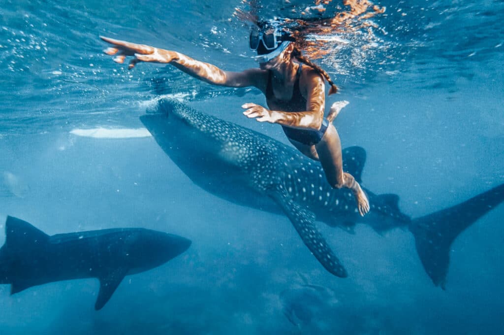 whale-shark-holbox-snorkeling