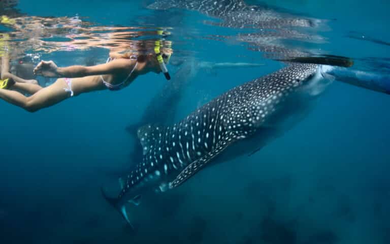 Best swimming with Whale Shark Holbox Tours