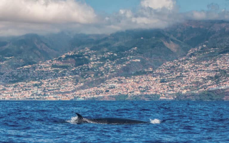 The MOST AMAZING Whale Watching Madeira Tours