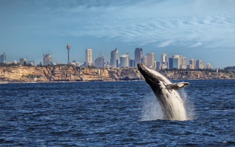 WHALE WATCHING SYDNEY – All You Need to Know