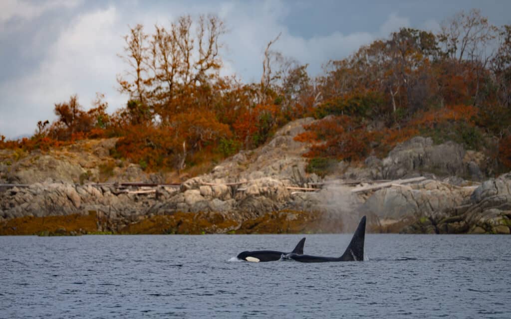 whale-watching-vancouver-orca-autumn-foilage