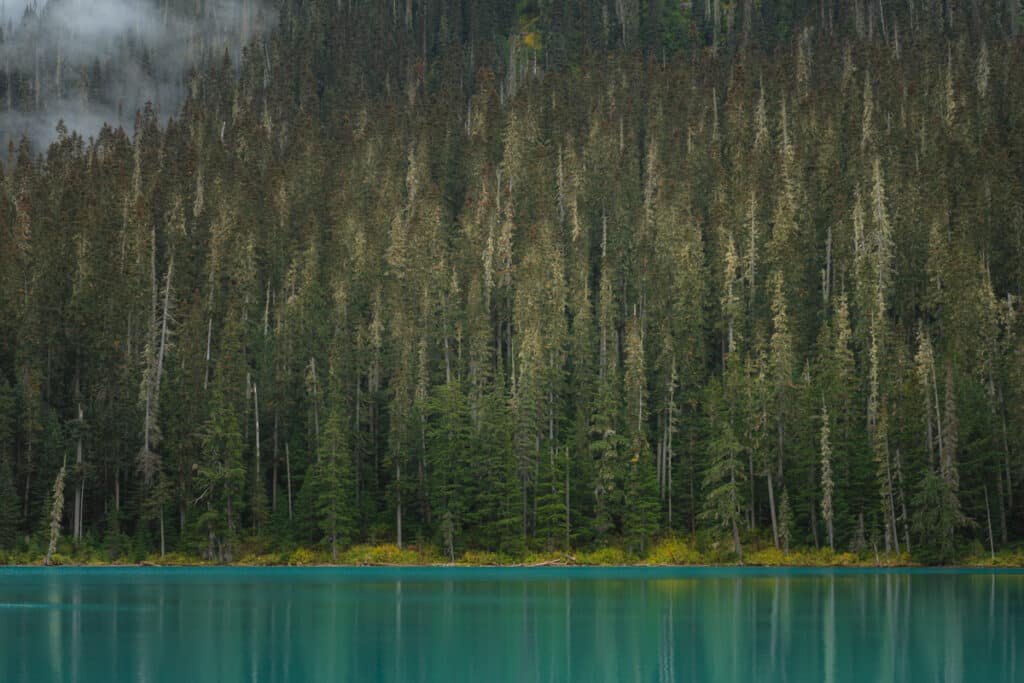 Joffre-lower-lakes-closeup-pine-trees